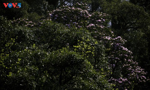 Hoa Đỗ quyên khoe sắc rực rỡ giữa núi rừng Putaleng - ảnh 2