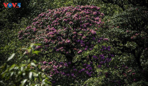 Hoa Đỗ quyên khoe sắc rực rỡ giữa núi rừng Putaleng - ảnh 3