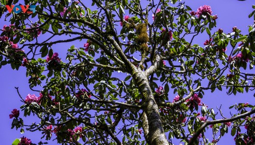 Hoa Đỗ quyên khoe sắc rực rỡ giữa núi rừng Putaleng - ảnh 6