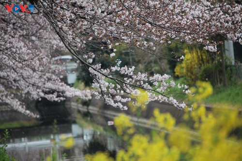 Chiêm ngưỡng con đường hoa anh đào dài nhất thế giới tại Nhật Bản - ảnh 10