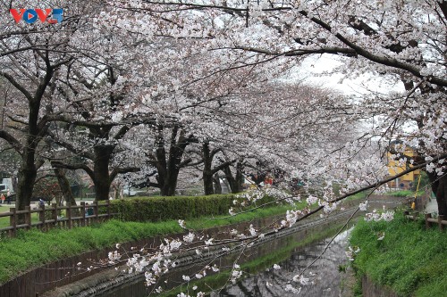 Chiêm ngưỡng con đường hoa anh đào dài nhất thế giới tại Nhật Bản - ảnh 2