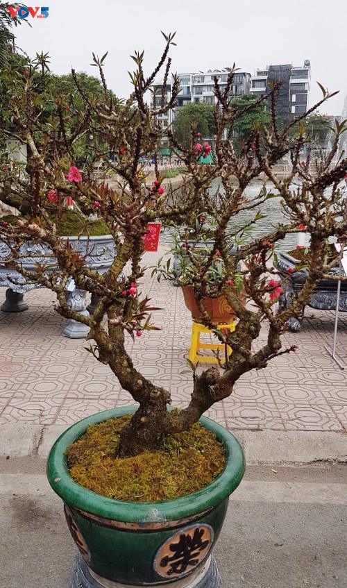 Fest der Pfirsichblüte Nhat Tan 2021 - ảnh 1
