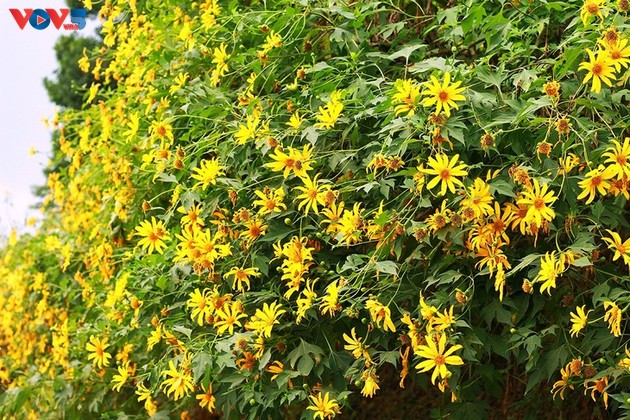 Brilliant tree marigolds in Ba Vi mountain