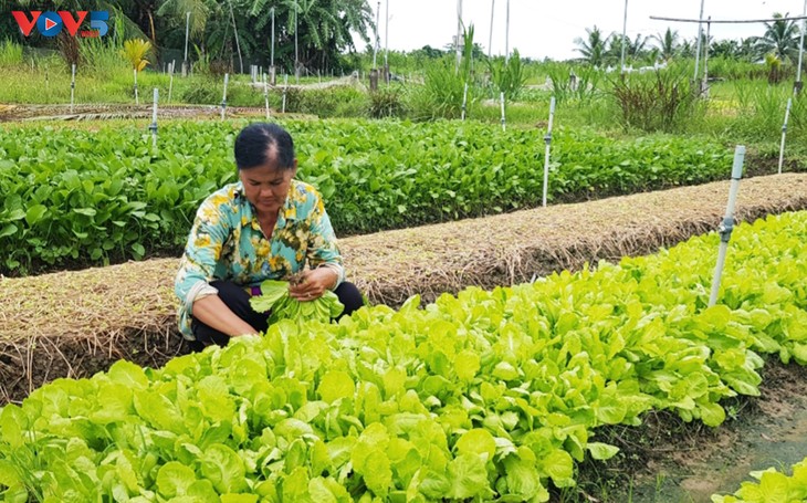 Safe vegetable growing model helps ethnic women in Tra Vinh escape poverty  - ảnh 1