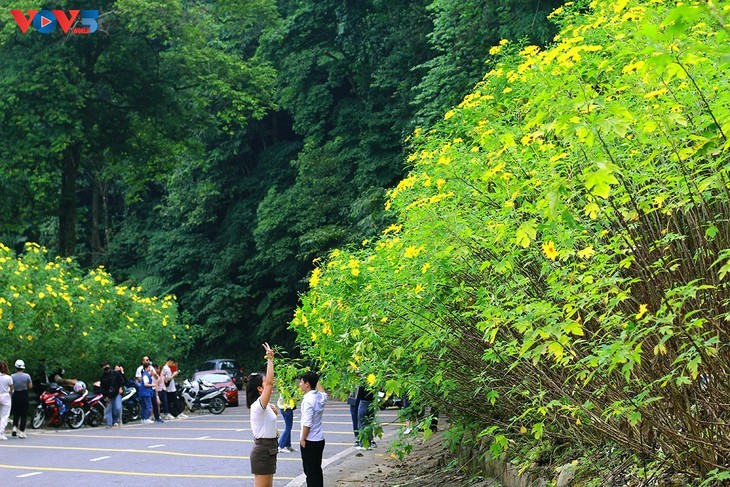 Brilliant tree marigolds in Ba Vi mountain - ảnh 13