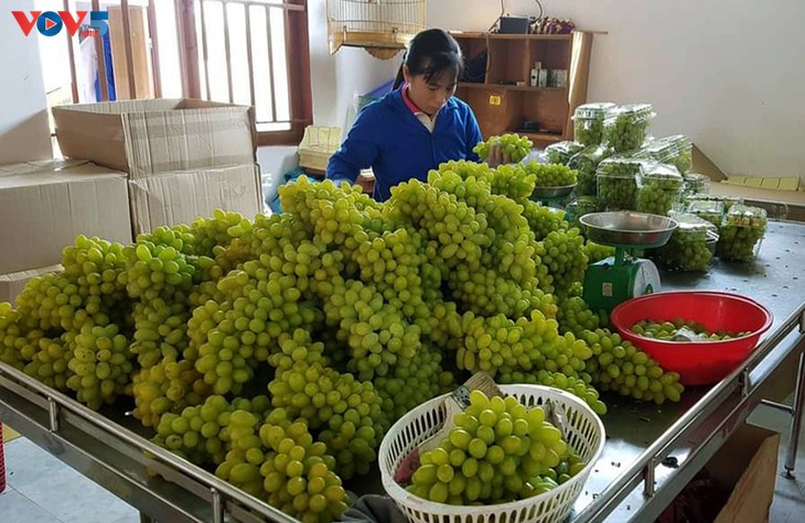 Ba Moi grape growing and eco-tourism model in Ninh Thuan province - ảnh 2