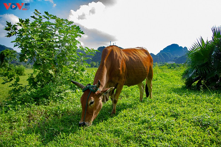 À la découverte de Ninh Binh  - ảnh 4