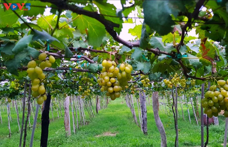 Perkebunan Anggur Ba Moi - Pola Budi Daya Anggur yang Dikombinasikan dengan Ekowisata di Provinsi Ninh Thuan - ảnh 1