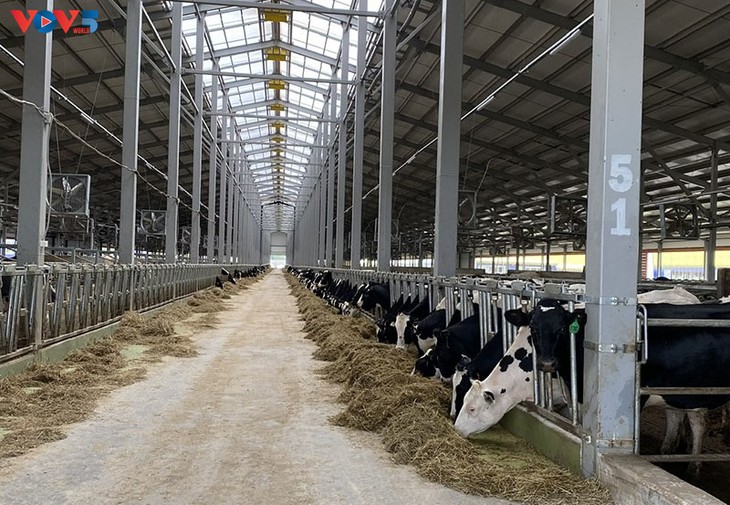 Khánh thành giai đoạn 1 trang trại bò sữa của tập đoàn TH tại LB Nga - ảnh 3