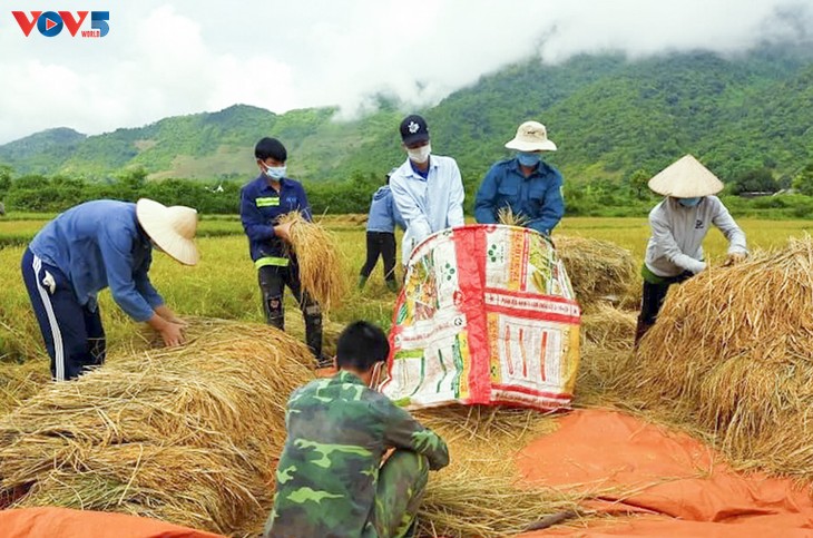 Tuổi trẻ Mường Lay, Điện Biên giúp bà con đang cách ly tập trung thu hoạch lúa chín rộ - ảnh 11