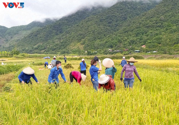 Tuổi trẻ Mường Lay, Điện Biên giúp bà con đang cách ly tập trung thu hoạch lúa chín rộ - ảnh 2