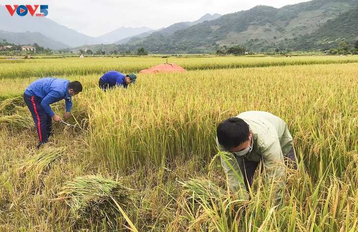 Tuổi trẻ Mường Lay, Điện Biên giúp bà con đang cách ly tập trung thu hoạch lúa chín rộ - ảnh 3