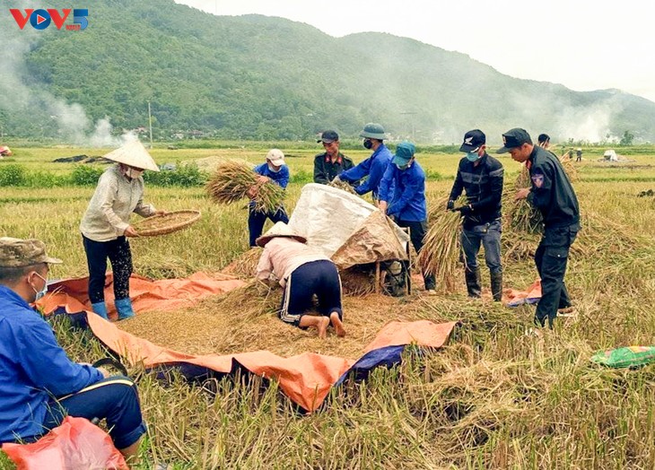 Tuổi trẻ Mường Lay, Điện Biên giúp bà con đang cách ly tập trung thu hoạch lúa chín rộ - ảnh 4