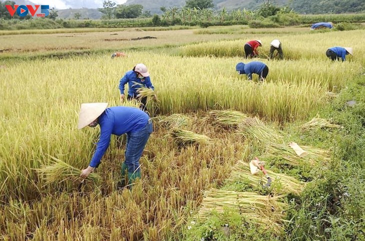 Tuổi trẻ Mường Lay, Điện Biên giúp bà con đang cách ly tập trung thu hoạch lúa chín rộ - ảnh 6