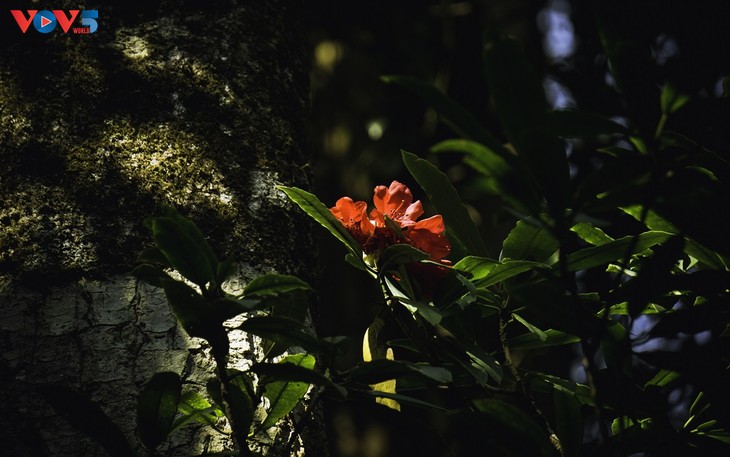 Hoa Đỗ quyên khoe sắc rực rỡ giữa núi rừng Putaleng - ảnh 10