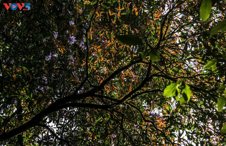 Hoa Đỗ quyên khoe sắc rực rỡ giữa núi rừng Putaleng - ảnh 12
