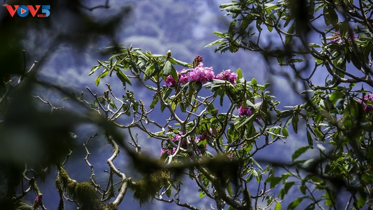 Hoa Đỗ quyên khoe sắc rực rỡ giữa núi rừng Putaleng - ảnh 4