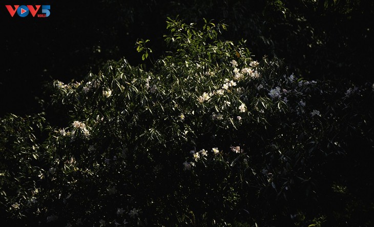 Hoa Đỗ quyên khoe sắc rực rỡ giữa núi rừng Putaleng - ảnh 14