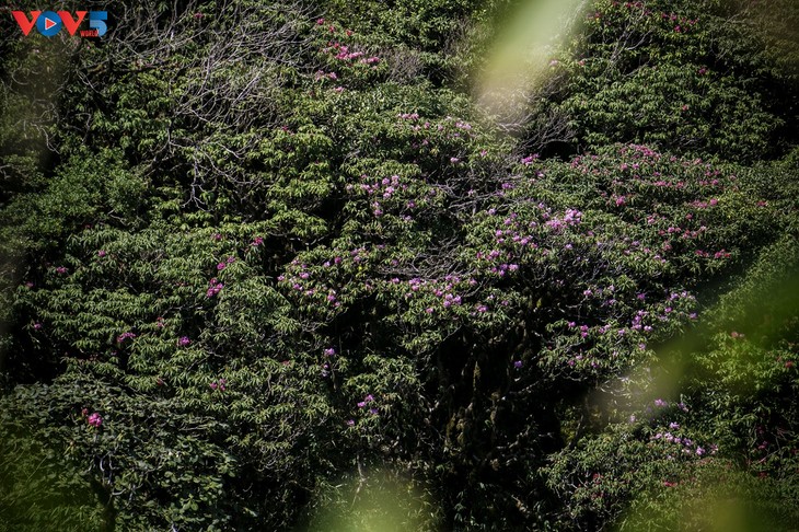 Hoa Đỗ quyên khoe sắc rực rỡ giữa núi rừng Putaleng - ảnh 1
