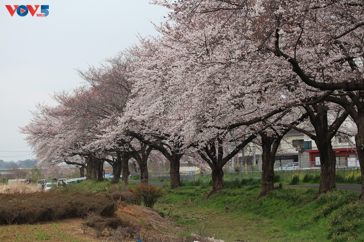 Chiêm ngưỡng con đường hoa anh đào dài nhất thế giới tại Nhật Bản - ảnh 8