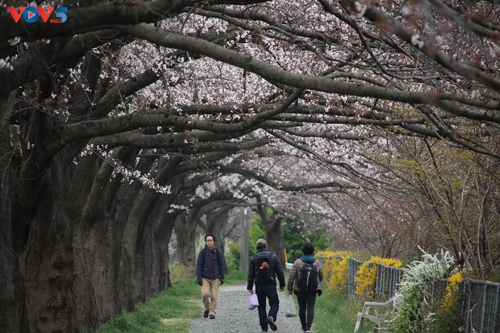 Chiêm ngưỡng con đường hoa anh đào dài nhất thế giới tại Nhật Bản - ảnh 18