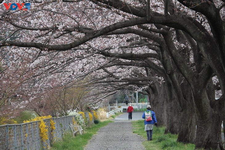 Chiêm ngưỡng con đường hoa anh đào dài nhất thế giới tại Nhật Bản - ảnh 12