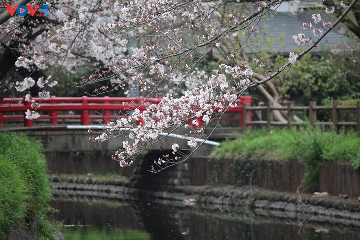 Chiêm ngưỡng con đường hoa anh đào dài nhất thế giới tại Nhật Bản - ảnh 1