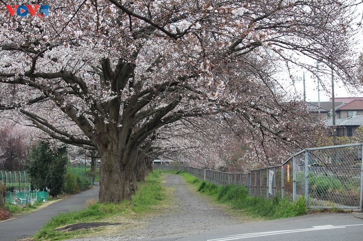 Chiêm ngưỡng con đường hoa anh đào dài nhất thế giới tại Nhật Bản - ảnh 13