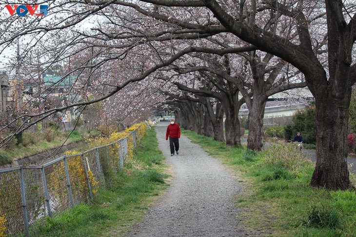 Chiêm ngưỡng con đường hoa anh đào dài nhất thế giới tại Nhật Bản - ảnh 14