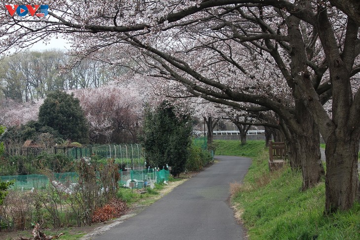 Chiêm ngưỡng con đường hoa anh đào dài nhất thế giới tại Nhật Bản - ảnh 15