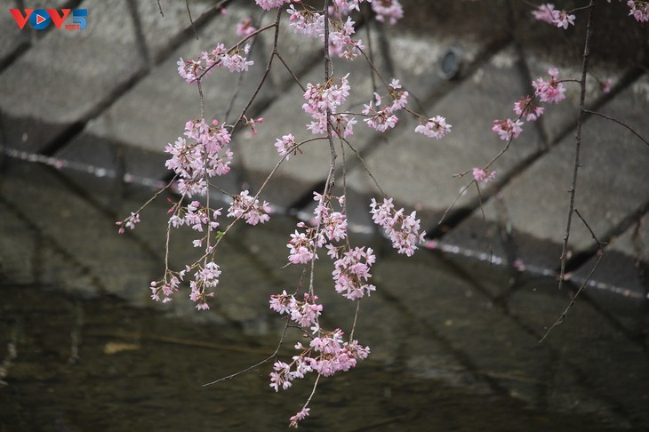 Chiêm ngưỡng con đường hoa anh đào dài nhất thế giới tại Nhật Bản - ảnh 16