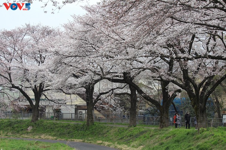 Chiêm ngưỡng con đường hoa anh đào dài nhất thế giới tại Nhật Bản - ảnh 17