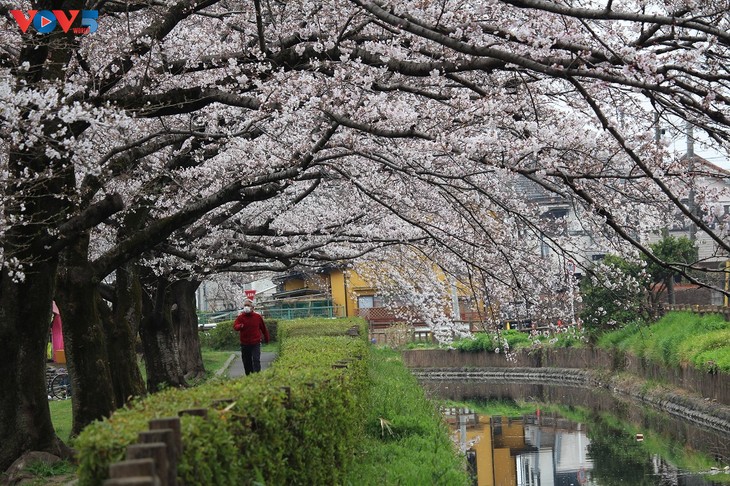 Chiêm ngưỡng con đường hoa anh đào dài nhất thế giới tại Nhật Bản - ảnh 3