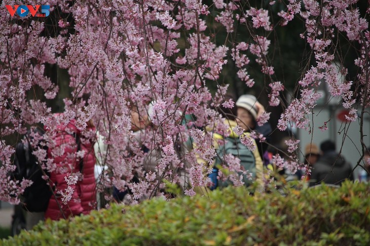 Chiêm ngưỡng con đường hoa anh đào dài nhất thế giới tại Nhật Bản - ảnh 7