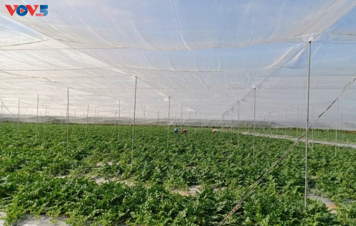 Phát triển nông nghiệp ứng dụng công nghệ cao - ảnh 1
