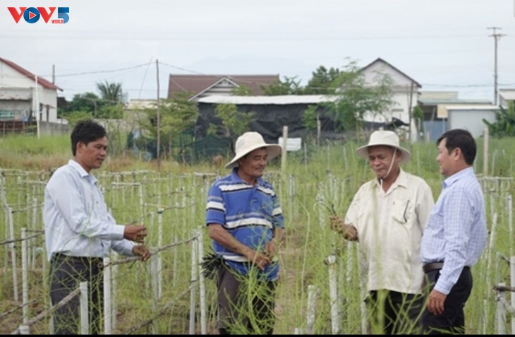 Nông dân xã An Hải, tỉnh Ninh Thuận làm giàu từ trồng cây măng tây - ảnh 2
