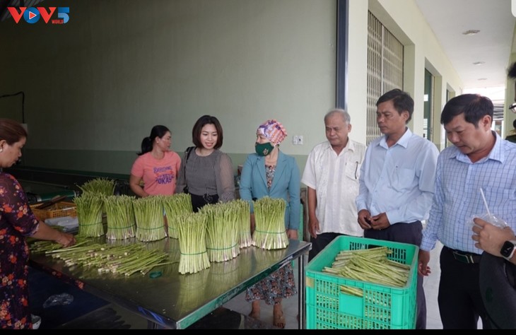 Nông dân xã An Hải, tỉnh Ninh Thuận làm giàu từ trồng cây măng tây - ảnh 1
