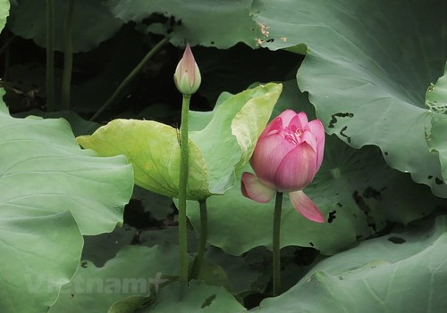 Lotus Flower Blooming Tea