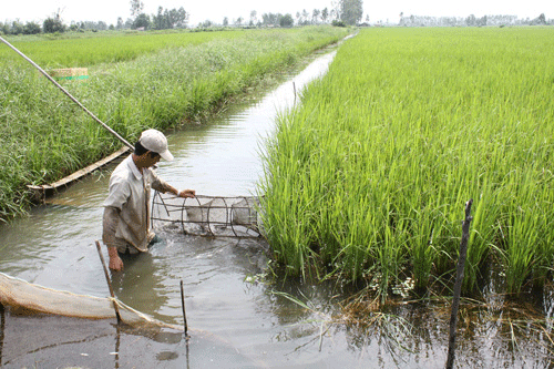 Rice-shrimp farming: an effective and sustainable production model