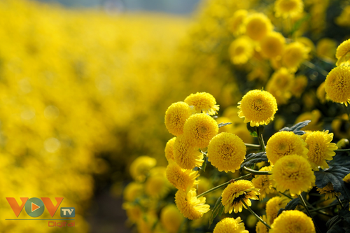 Cùng khám phá những hình nền hoa cúc vàng bất tận để tận hưởng không gian sống và làm việc đầy màu sắc và phấn khích. Những bức ảnh hoa cúc vàng sẽ mang đến cho bạn sự yên bình và tĩnh lặng, giúp bạn tránh được căng thẳng và mệt mỏi.