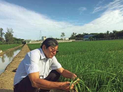 ベトナム米 St25 を開発した科学者との談話
