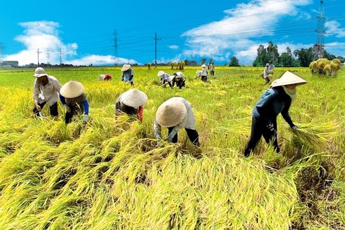Vietnam di pertanian daerah terdapat Pertanian di