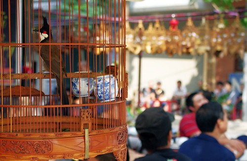 Hobi memelihara burung hias dari orang Hanoi