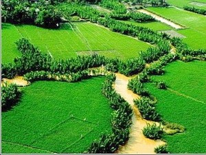 Trồng lúa nước: Hãy chào đón bức tranh về trang trại trồng lúa nước thuộc nông thôn Việt Nam. Trong những cánh đồng rộng lớn mênh mông, chúng ta sẽ có cơ hội khám phá nghề trồng lúa từ A đến Z, ngắm nhìn ý nghĩa đằng sau những hạt gạo trắng tinh khiết của đất nước Việt Nam.