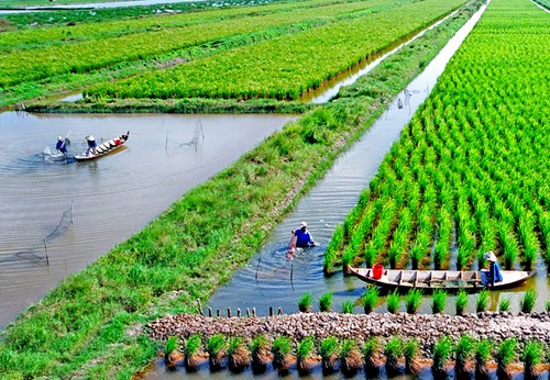 Cultivo de arroz-camarón: nuevo modelo de producción eficiente y sostenible