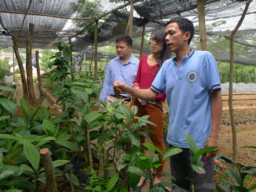 Làm giàu từ những cây thuốc quý  VOVVN