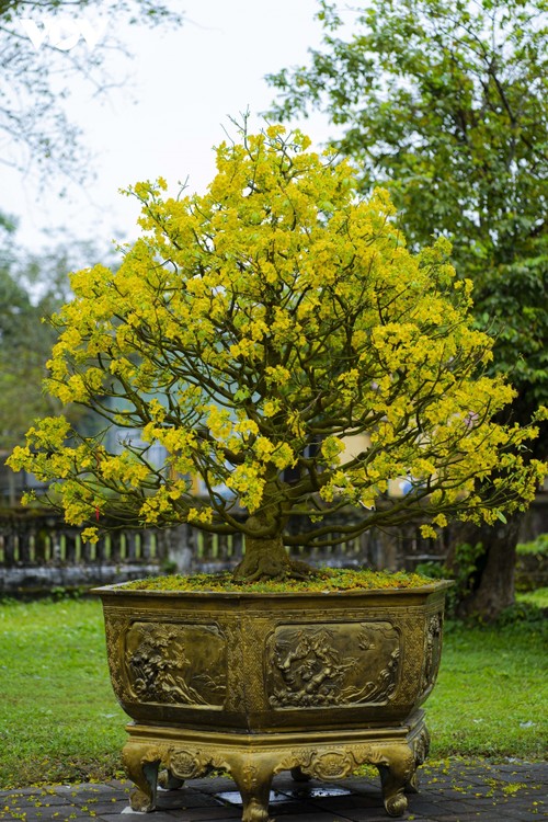 Yellow apricot blossoms signal Tet arrival in former Hue imperial city