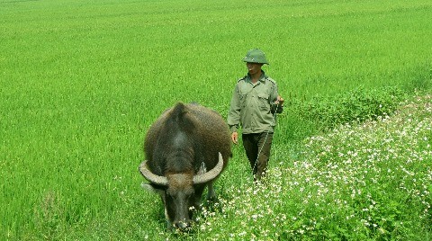 Thái Bình (một tỉnh miền Bắc yên bình): Với những cánh đồng lúa bát ngát và không khí trong lành của miền quê Việt Nam, Thái Bình sẽ đưa bạn đến với một thế giới yên bình và đầy thơ mộng. Hãy bắt đầu một chuyến hành trình đến vùng đất này và khám phá vẻ đẹp của miền quê Việt Nam.