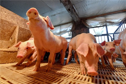 FAO, OIE Help Vietnam Control African Swine Fever