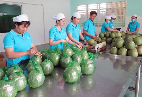 Otros cinco frutas de Vietnam exportadas a los principales mercados en 2022